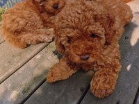 Toy Poodle Ev Ortamında Büyüyen Yavrumuz