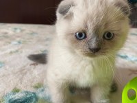 Scottish fold 2,5 aylık