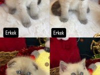 SAFKAN TOP KAFA BRİTİSH VE SCOTTİSH BEBEKLER
