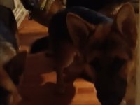 Safkan Alman Çoban Köpeği 10 Aylık