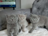 British Shorthair Yavrular