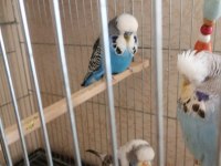 Kalite muhabbet kuşu beslemek isteyene