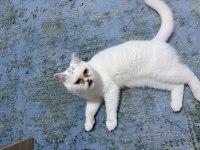 11 Aylık Erkek British Shorthair Kedimiz