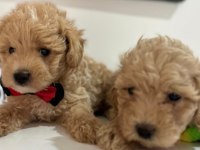 Maltipoo yavrum 55 günlük
