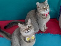 Black Golden British Shorthair Prensesler