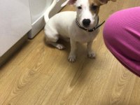 Jack russell