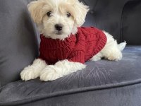 Wc Eğitimli Ve Aşılı Maltipoo Bebekler hazır