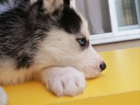 Renk Ve Anatomi Güzeli Sibirya Kurdu Husky Yavrular