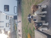 Fırlama Jack Russell Terrier Yavruları
