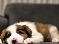 Showline border collie yavrumuz