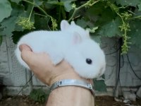 Netherland Dwarf Cüce Tavşanlar