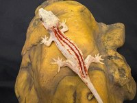 Gargolye gecko çift
