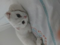 4 aylık erkek bebek scottish fold