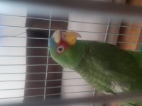 Amazon papagani