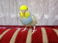 Rainbow Muhabbet Kuşu 4 Aylık