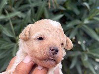 MALTIPOO MINIK SEKERLER