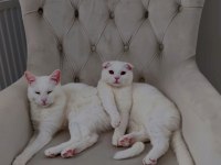 Scottish fold yavru