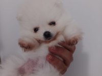 Pomeranian Boo Dişi Ayı Surat