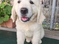 Safkan golden retriever bebekler