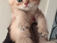 Orjinal british shorthair teslime hazır