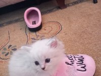 Prensesimiz british longhair