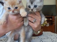 En tatlı ve şeker british shorthair kedime yuva