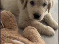 Golden Retriever Yavrusu