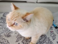 2 yaşında scottish fold