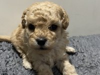 Apricot renk dişi poodle yavru 1 aylık