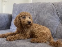 Kaliteli ırk garantili toy poodle