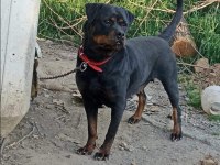 Dişi Rottweiler Köpeği