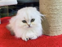 Bu Kalite Hiç Biyerde Yok Silver Scotısh Fold Longhair 