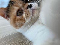 Exotic shorthair 5 aylık