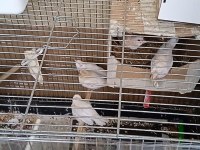 Acil Çift Ve Toptan Bengal İspinozu