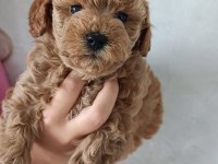 Üreticiden maltipoo yavruları