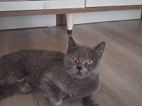Dişi british shorthair