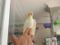 Lutino kırmızı göz sultan papağanı
