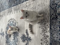 British Longhair Cins Kedimiz