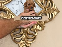 Orijinal Toy Poodle