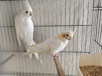 İri boy lutino kırmızı göz alıştırmalık sultan papağanı