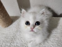 KOCAELİ DARICA MİNİK PATİ KEDİLER