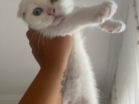 Scottish Fold Yavrular