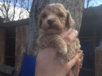 Maltipoo bebekler