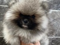 Pomeranian sevgililer gününe özel kampanya