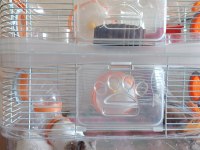 2 katlı kafesiyle çift Hamster
