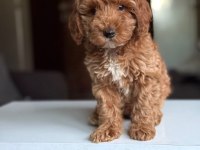 2 aylık Maltipoo yavrular