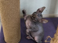 Sphynx Home Bebekler