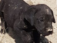 Safkan blue siyah erkek cane corso