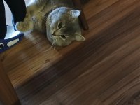 British shorthair bulut için eş arıyorum