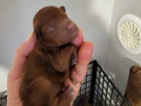 Koyu renk toy poodle bebekler rezerve ilanıdır